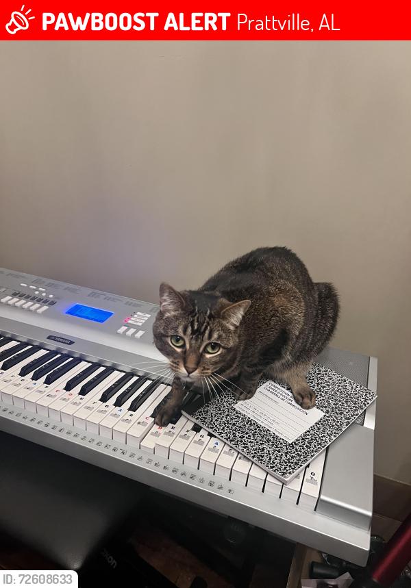 Lost Female Cat last seen Highland Ridge neighborhood- Stapleford/Chancellor Ridge, Prattville, AL 36066
