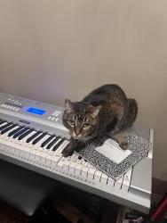 Lost Female Cat last seen Highland Ridge neighborhood- Stapleford/Chancellor Ridge, Prattville, AL 36066