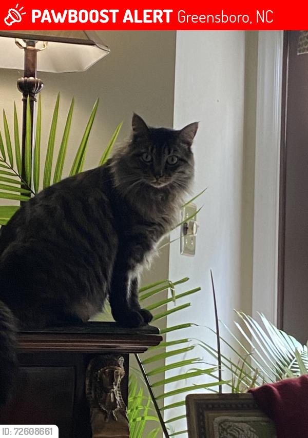 Lost Male Cat last seen N Lindell Rd, Greensboro, NC 27403