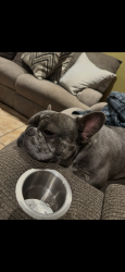 Lost Male Dog last seen Tropicana & Nellis , Las Vegas, NV 89122