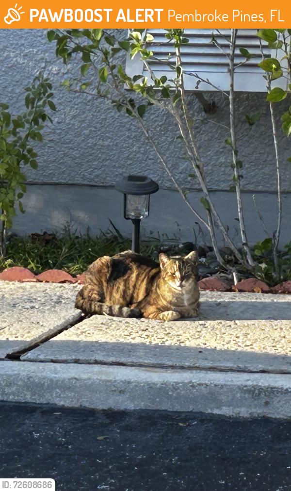 Found/Stray Male Cat last seen Hiatus & Taft, Pembroke Pines, FL 33026