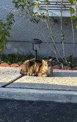 Found/Stray Male Cat last seen Hiatus & Taft, Pembroke Pines, FL 33026