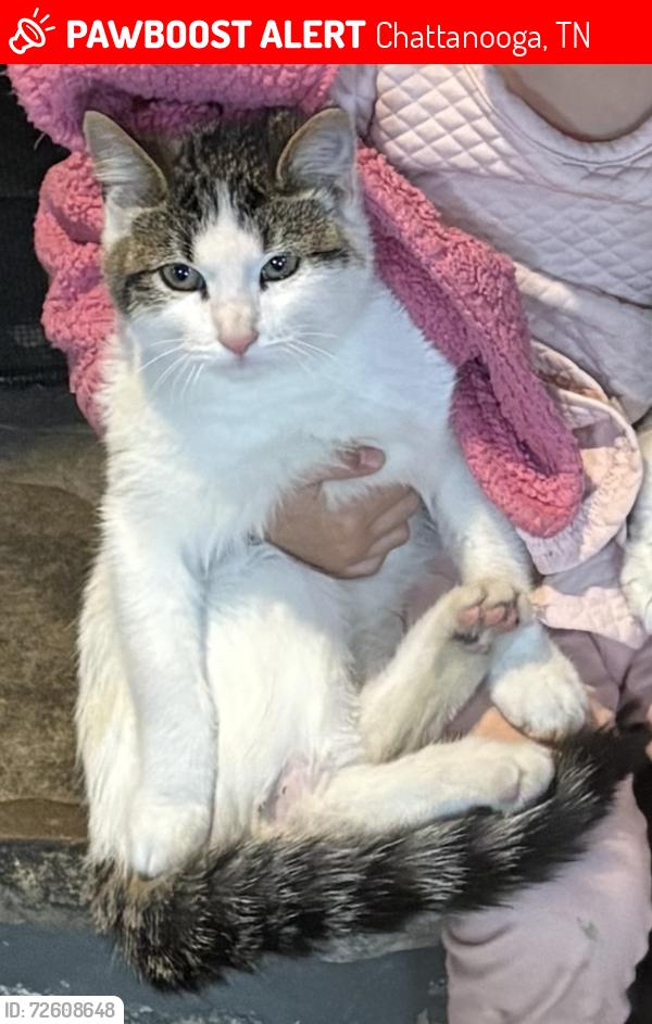 Lost Male Cat last seen Kings circle/ Harrison Pike, Chattanooga, TN 37416