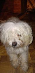 Found/Stray Female Dog last seen Bryant irvin, Fort Worth, TX 76107