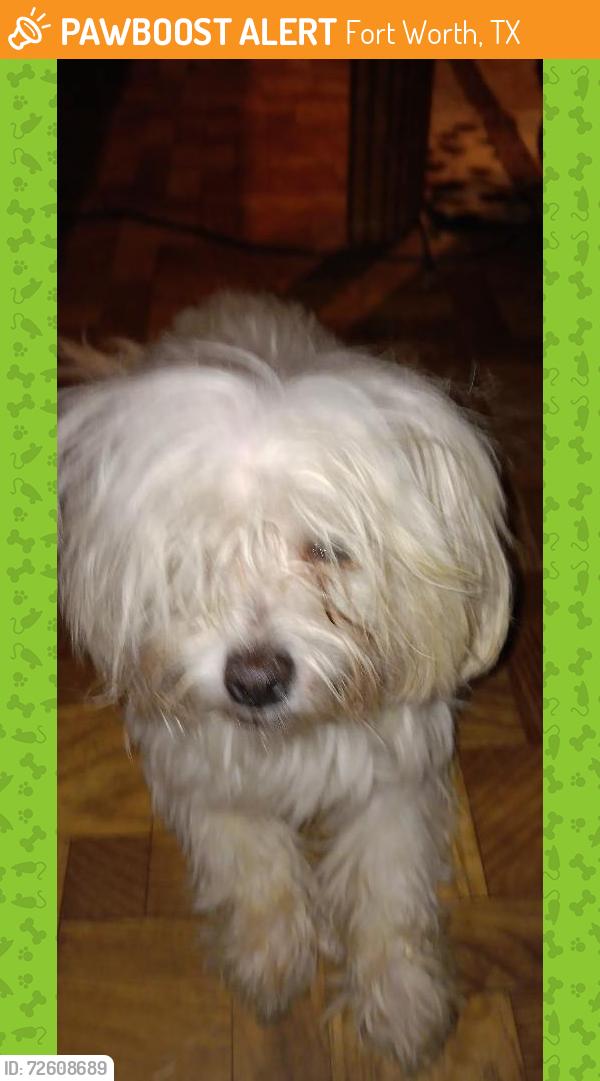 Found/Stray Female Dog last seen Bryant irvin, Fort Worth, TX 76107