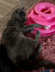 Lost Female Cat last seen Between j and k , Lancaster, CA 93534