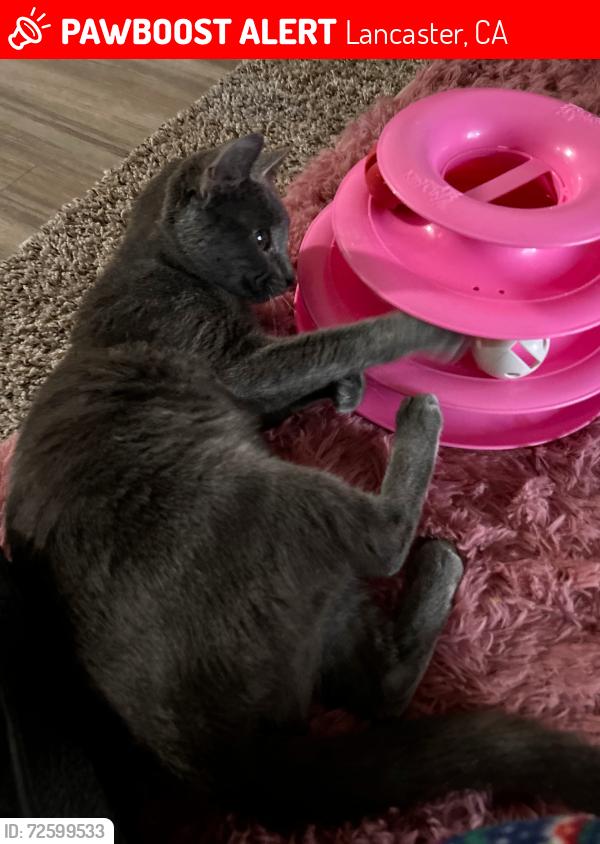 Lost Female Cat last seen Between j and k , Lancaster, CA 93534