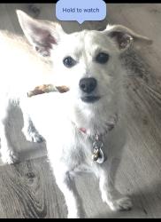 Lost Male Dog last seen West of Sweetwater@MetroCenter Apts, Phoenix, AZ 85029