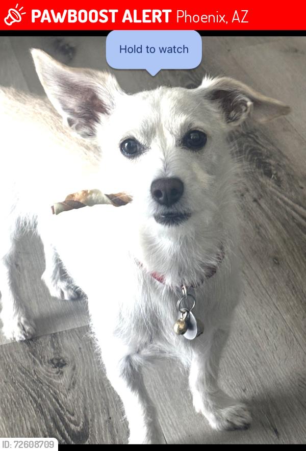 Lost Male Dog last seen West of Sweetwater@MetroCenter Apts, Phoenix, AZ 85029