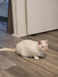 Lost Male Cat last seen Woodside dr and Taylor st, Rocklin, CA 95677
