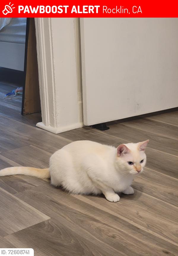 Lost Male Cat last seen Woodside dr and Taylor st, Rocklin, CA 95677