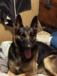 Lost Male Dog last seen Sherrills ford rd, Sherrills Ford, NC 28673