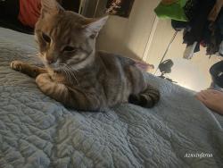 Lost Male Cat last seen Queen st. Lowell, Ma, Lowell, MA 01851