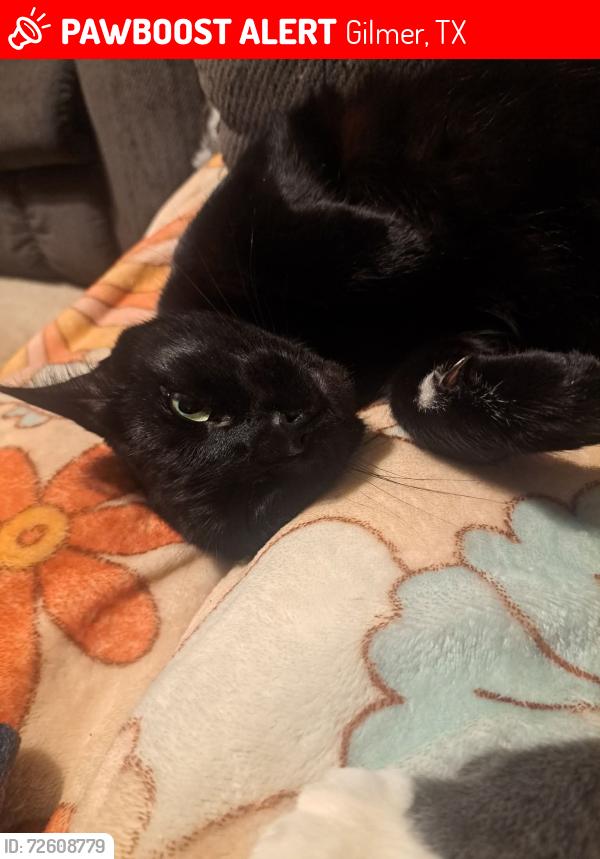 Lost Male Cat last seen Mackey Rd, Big Woods Rd, Gilmer, TX 75645