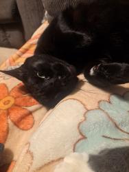 Lost Male Cat last seen Mackey Rd, Big Woods Rd, Gilmer, TX 75645