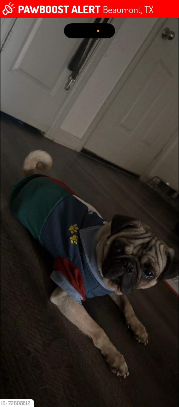 Lost Male Dog last seen Sweet gum , Beaumont, TX 77702
