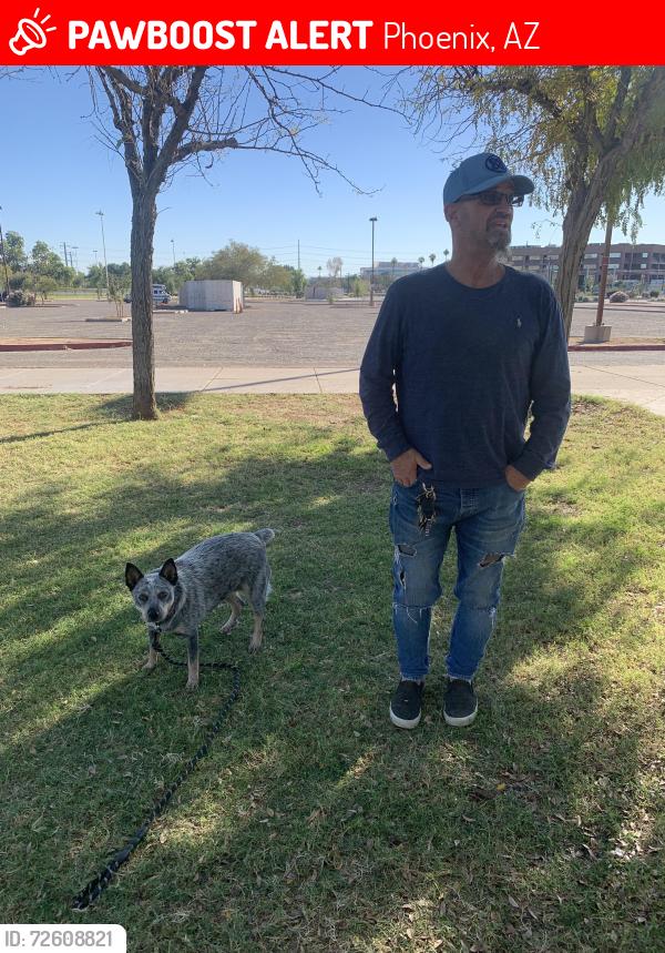 Lost Female Dog last seen SOUTHERN & DOBBINS, Phoenix, AZ 85339