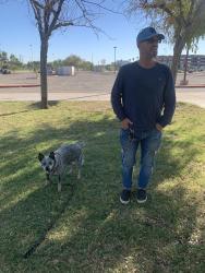 Lost Female Dog last seen SOUTHERN & DOBBINS, Phoenix, AZ 85339