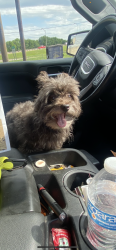Lost Male Dog last seen Rainbow Dr, St Peter Blvd , Shreveport, LA 71106