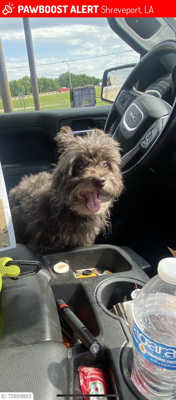 Lost Male Dog last seen Rainbow Dr, St Peter Blvd , Shreveport, LA 71106