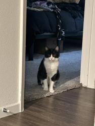 Lost Male Cat last seen Near preserve at melrose , Vista, CA 92083