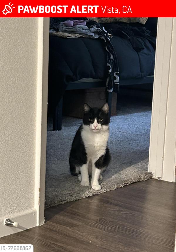 Lost Male Cat last seen Near preserve at melrose , Vista, CA 92083