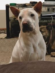 Reunited Male Dog last seen Westgate Dr. and SW. 2nd Street Yukon, OK 73099 , Yukon, OK 73099