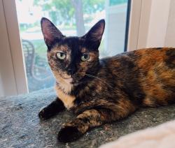 Lost Female Cat last seen East Yale loop and Knollglen , Irvine, CA 92614