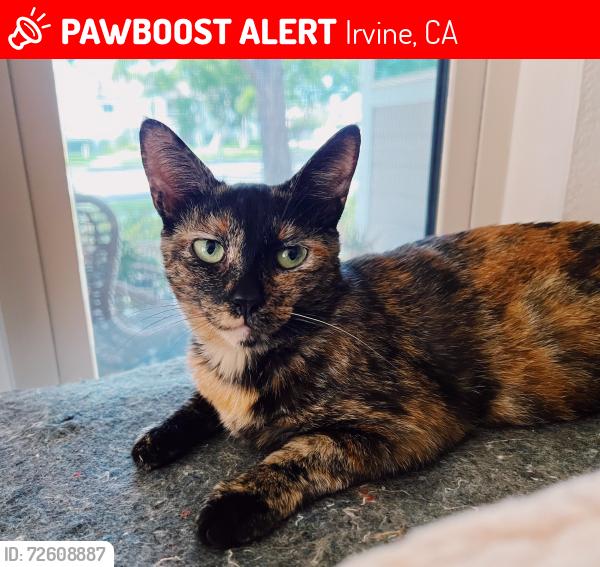 Lost Female Cat last seen East Yale loop and Knollglen , Irvine, CA 92614