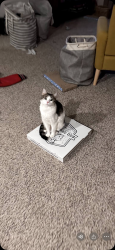 Lost Female Cat last seen Blessing ave, Austin, TX 78752