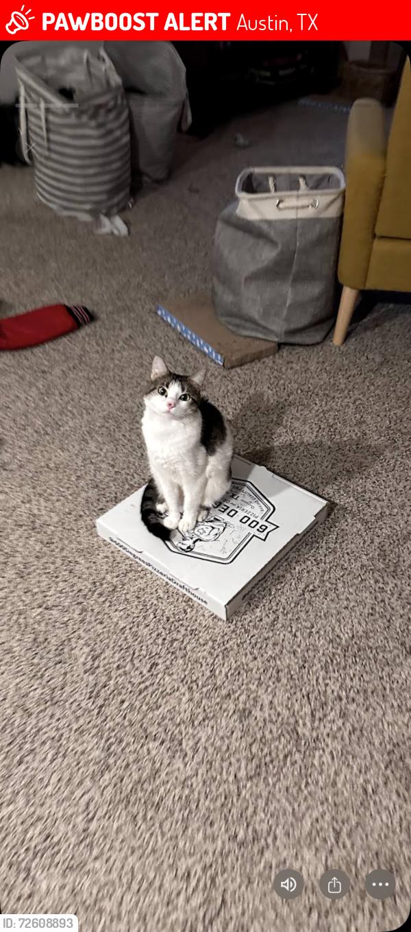 Lost Female Cat last seen Blessing ave, Austin, TX 78752