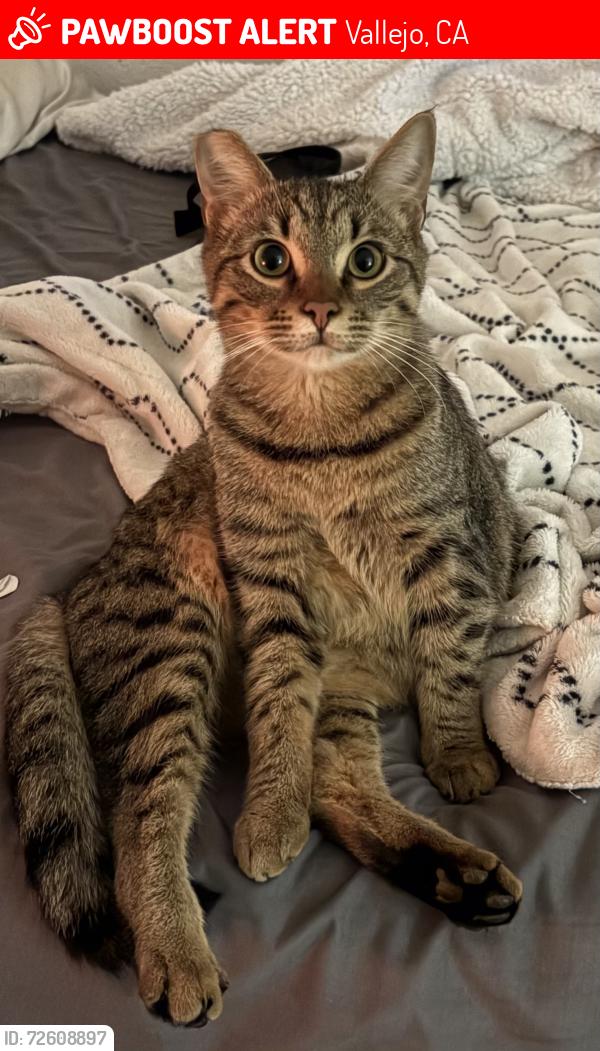 Lost Male Cat last seen Dogwood Ln near Shady Ln, Vallejo, CA 94591
