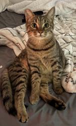 Lost Male Cat last seen Dogwood Ln near Shady Ln, Vallejo, CA 94591