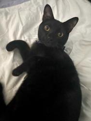 Lost Male Cat last seen Falcon landing subdivisions , San Antonio, TX 78254