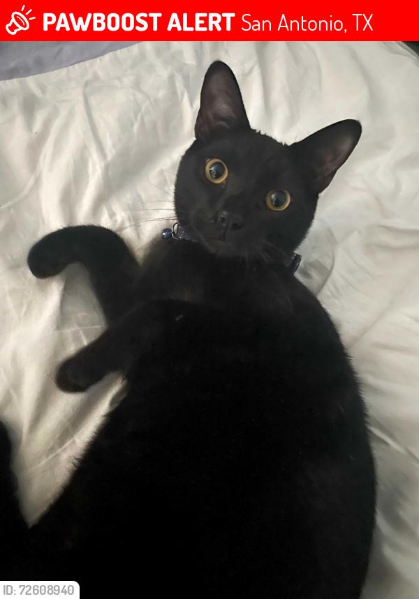 Lost Male Cat last seen Falcon landing subdivisions , San Antonio, TX 78254