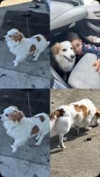 Lost Male Dog last seen Ladybird academy , Hunters Creek, FL 32837