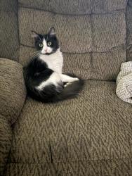 Lost Female Cat last seen West sierra made ave, Azusa, CA 91702