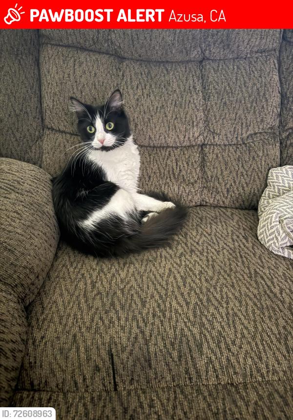 Lost Female Cat last seen West sierra made ave, Azusa, CA 91702