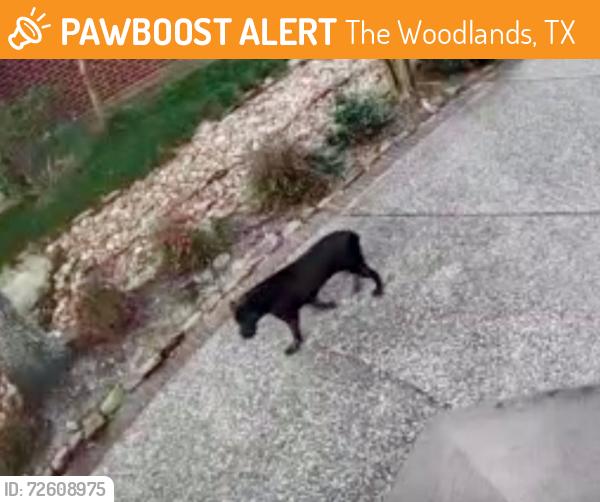 Found/Stray Female Dog last seen Fernridge & Star Fern Place, The Woodlands, TX 77380