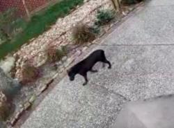 Found/Stray Female Dog last seen Fernridge & Star Fern Place, The Woodlands, TX 77380