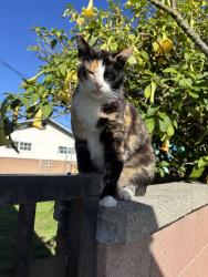 Found/Stray Female Cat last seen MCGIRK , El Monte, CA 91732