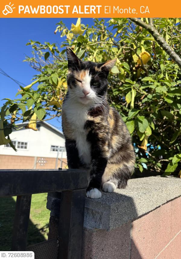 Found/Stray Female Cat last seen MCGIRK , El Monte, CA 91732