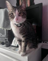 Lost Male Cat last seen 68th Street between Central and Hooper, Los Angeles, CA 90001