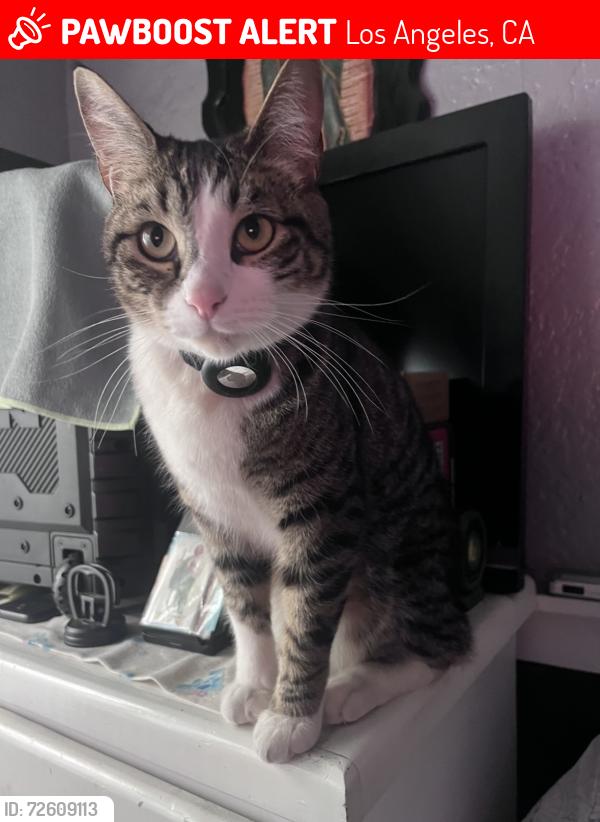 Lost Male Cat last seen 68th Street between Central and Hooper, Los Angeles, CA 90001