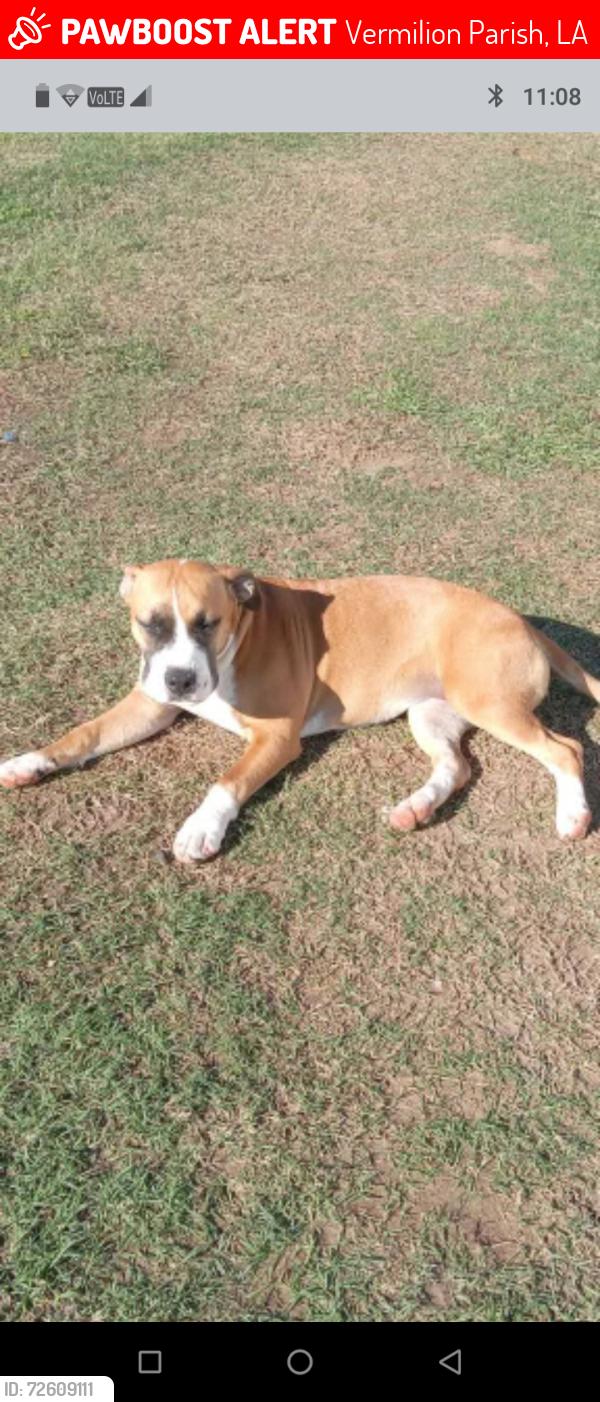 Lost Female Dog last seen Hwy 13, bayou Couture, leleaux volunteer fire dept, Vermilion Parish, LA 70548