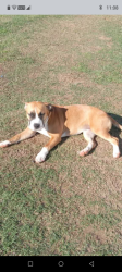Lost Female Dog last seen Hwy 13, bayou Couture, leleaux volunteer fire dept, Vermilion Parish, LA 70548