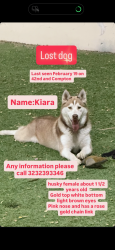 Lost Female Dog last seen Compton and 42nd st, Los Angeles, CA 90011