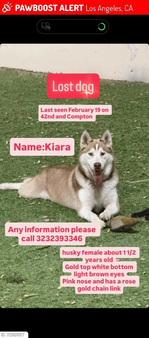 Lost Female Dog last seen Compton and 42nd st, Los Angeles, CA 90011