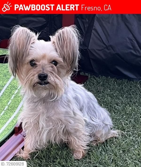 Lost Male Dog last seen Belmont and Chestnut, Fresno, CA 93702