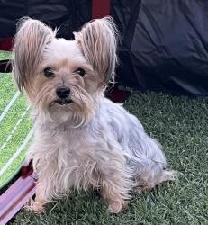 Lost Male Dog last seen Belmont and Chestnut, Fresno, CA 93702